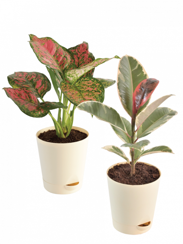 Air Purifying Plant Bundle - Rubber Variegated and Aglaonema Pink