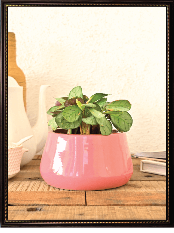 Tulip Fantasy 6031 Ceramic Pot (6.8 Inch Top Diameter)