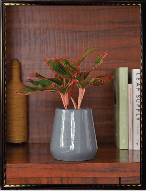 Tulip Fantasy 603XS Ceramic Pot (5.2 Inch Top Diameter)