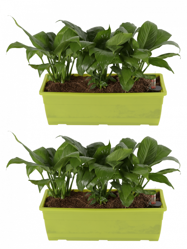 Spathiphyllum Sensation (Peace Lily) Plant With Self Watering Reca Pot - Set of 2
