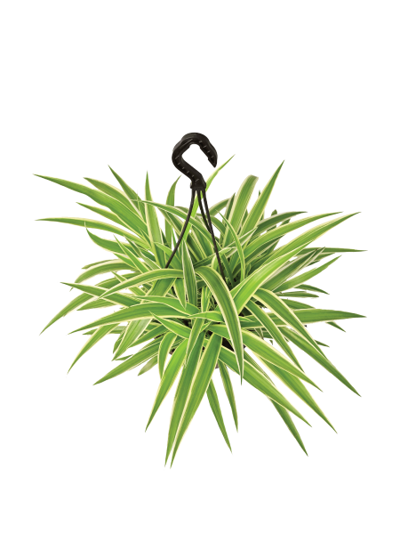 Spider Plant With Hanging Pot
