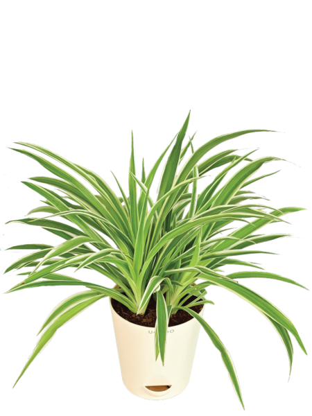 Chlorophytum Spider Plant 