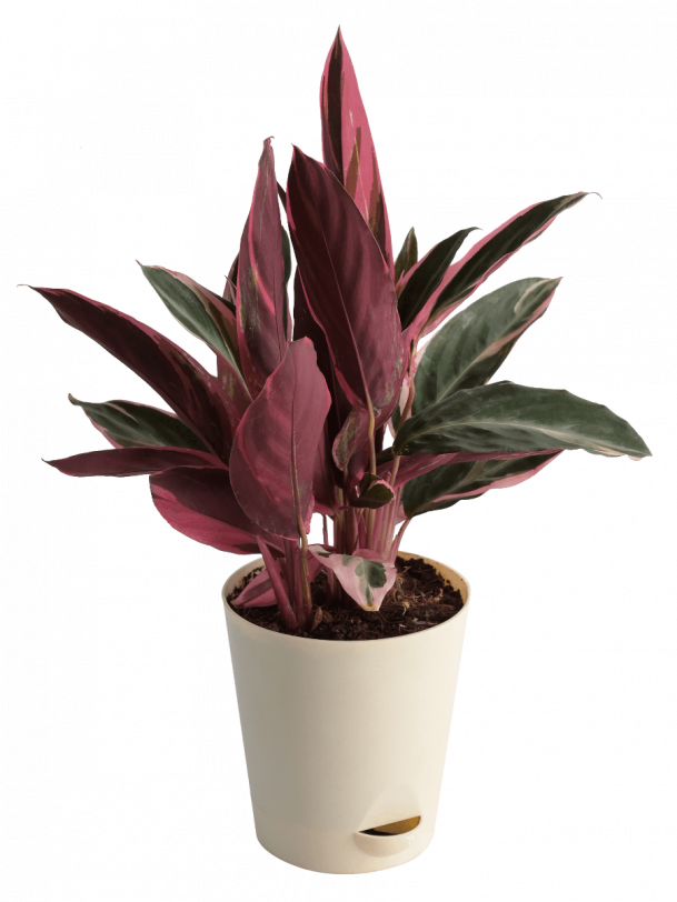 Stromanthe Triostar Plant - Medium