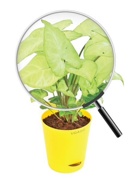 Syngonium Pixie Plant