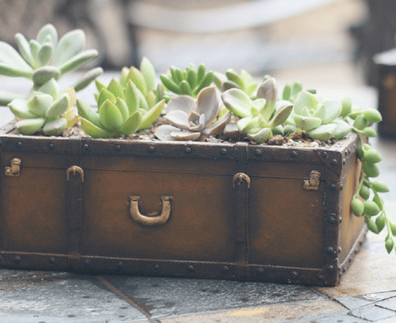 Old suitcase succulent planter